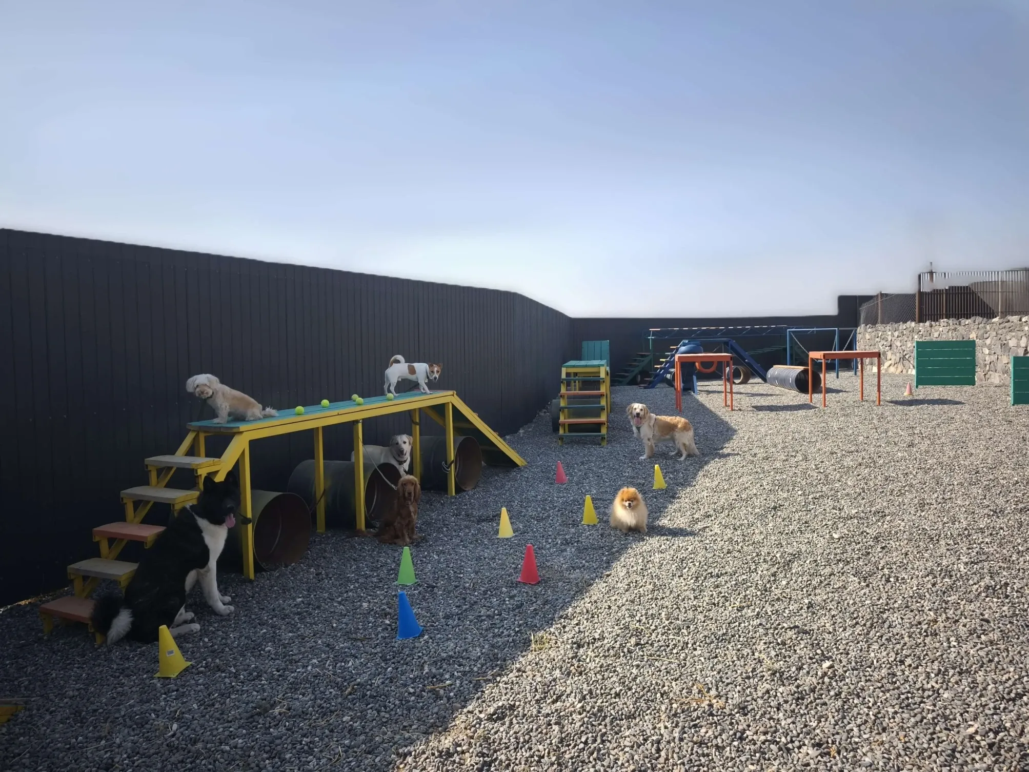 Top Dog care center