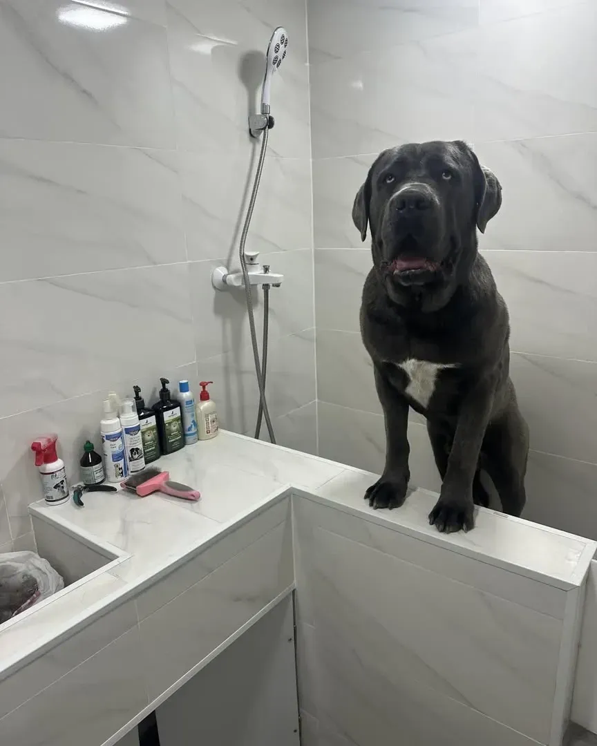 Grooming